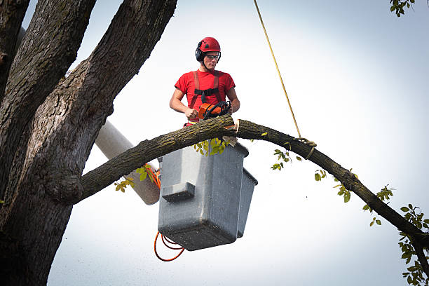 Best Emergency Tree Service  in Steiner Ranch, TX